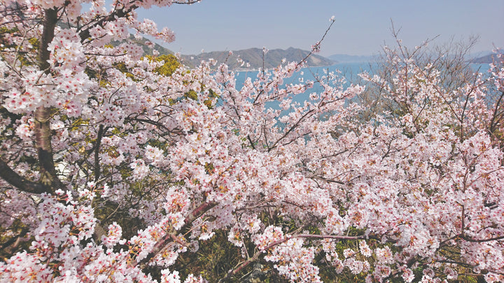 April - Sakura and Ohanami